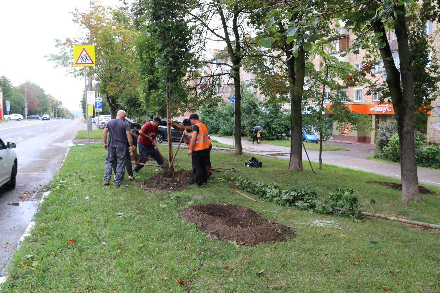 На ул. Фрунзе высаживают клены.