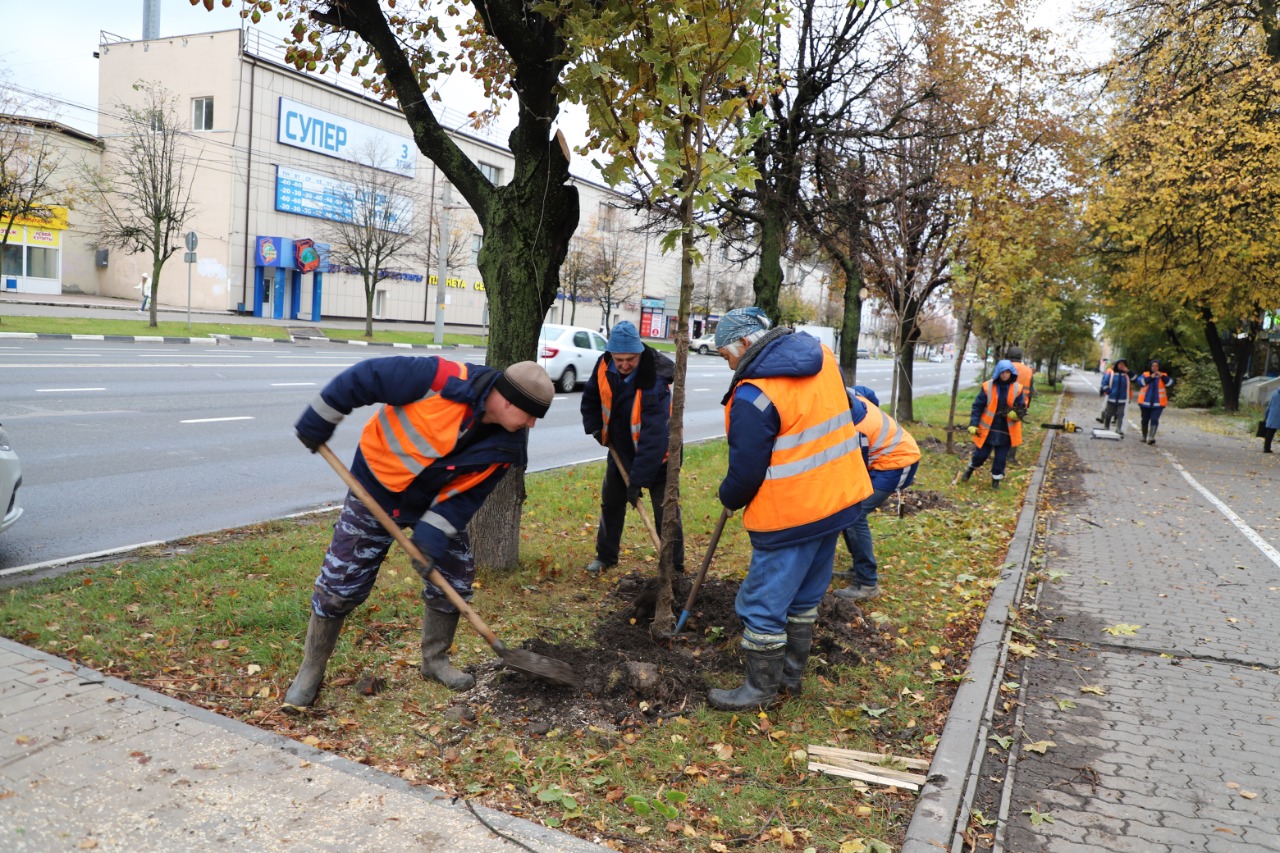 В Туле продолжается осенняя посадка деревьев.